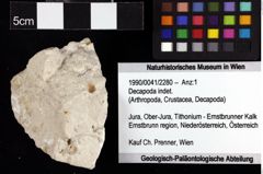 Foto (Objket + Etiketten) von Decapoda indet. 